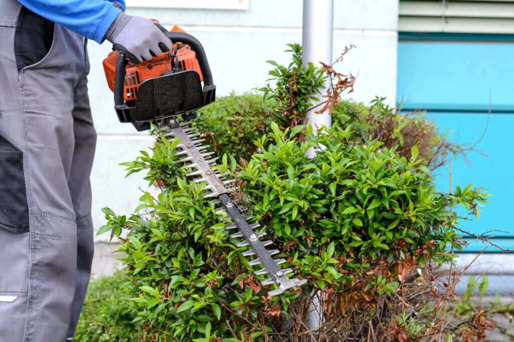 gardener cuts hedge with electric hedge trimmer