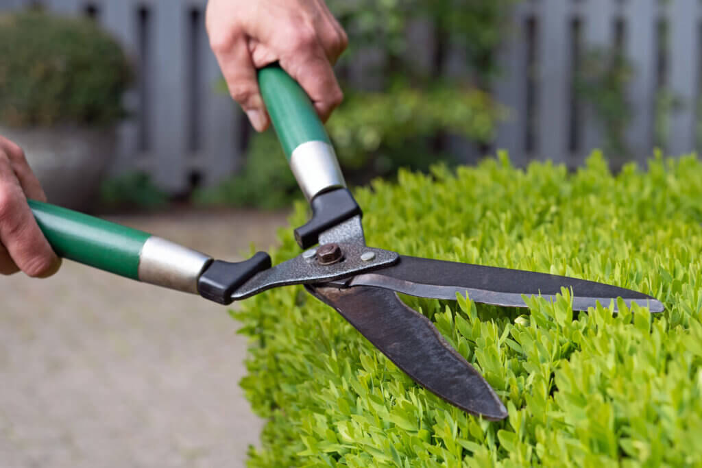 man cuts hedge by hand with hedge trimmer