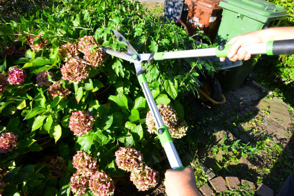 trimming a hedge by hand with a hedge trimmer