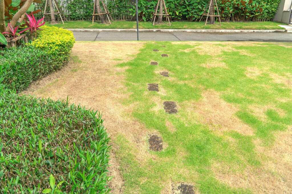 Lawns in need of care