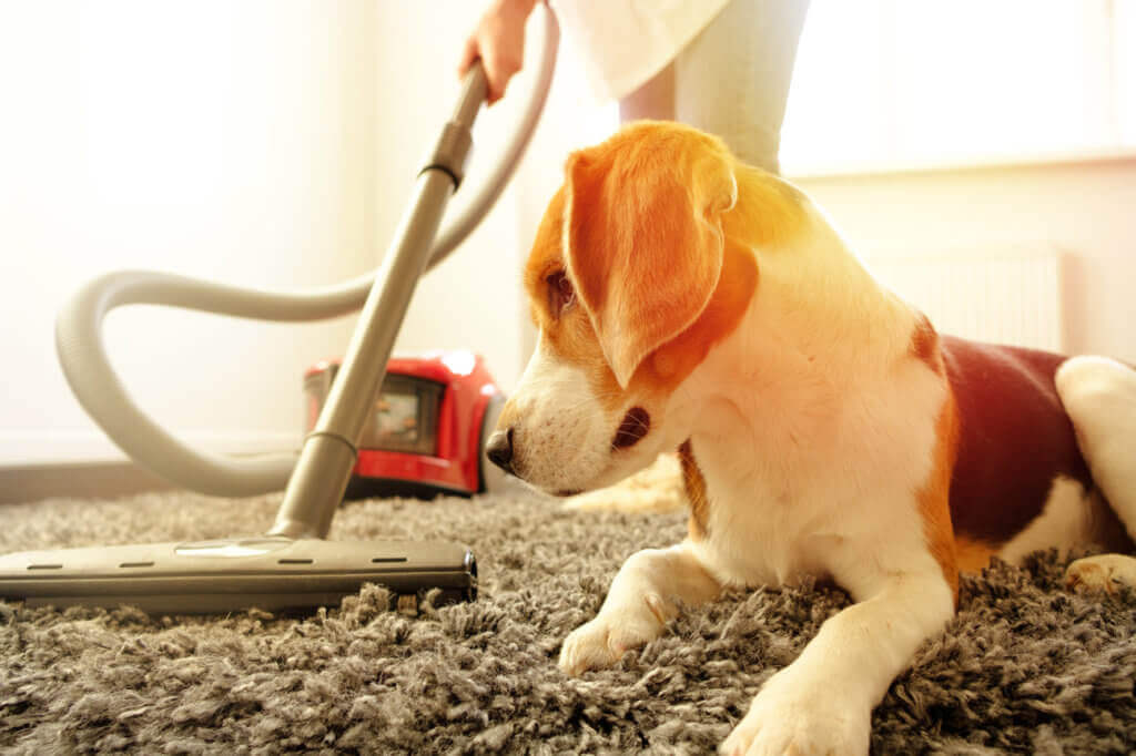 pet hair vacuum cleaner dog