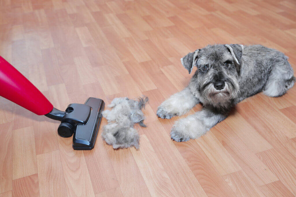 pet hair vacuum cleaner and dog