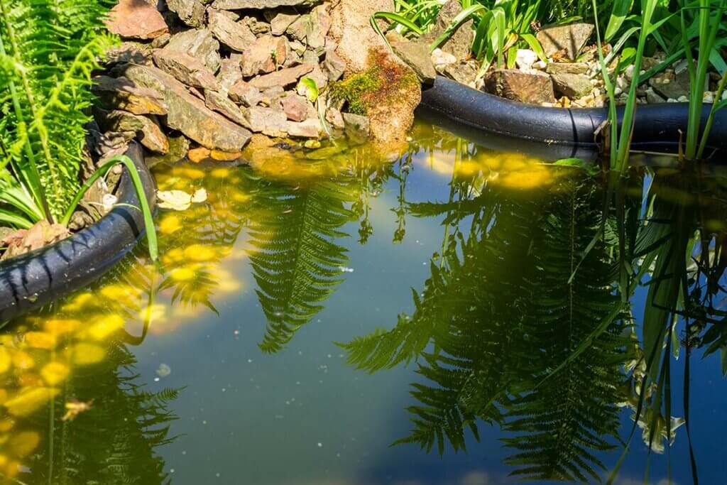 garden pond with algae