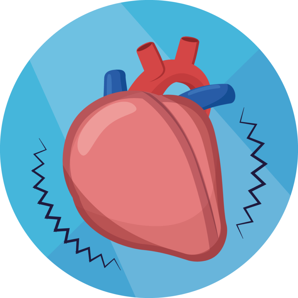 heart circulatory